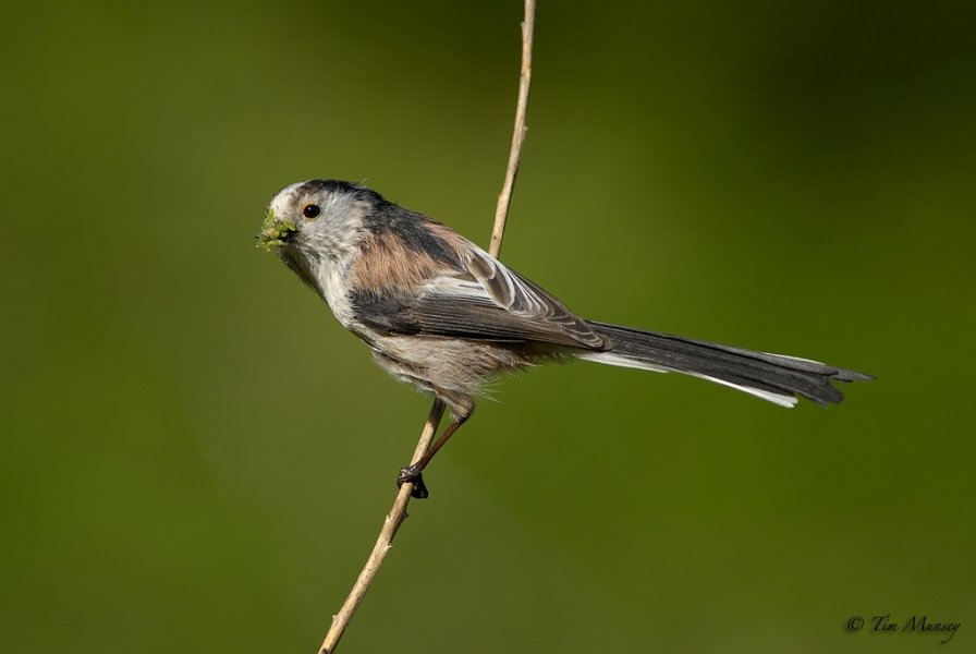 Long Tail Tit.jpg